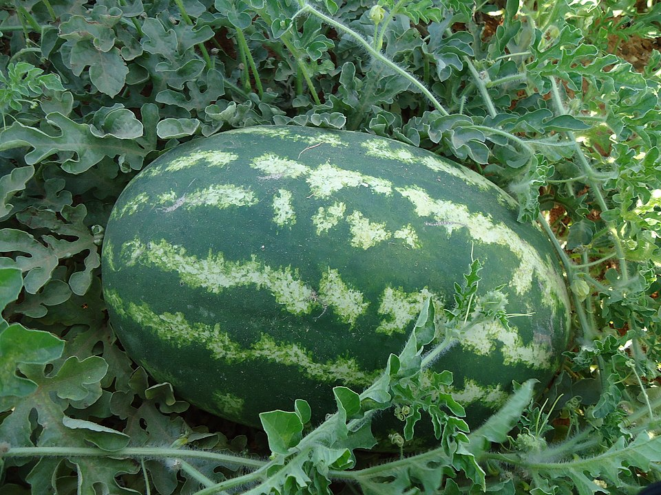 1. Watermelon, Cucurbitales