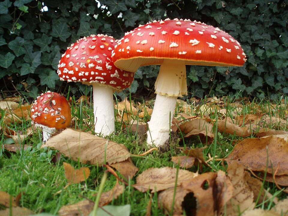 1. Amanita muscaria, agaricomycetes