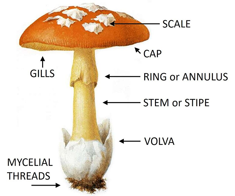 3. Mushroom structure