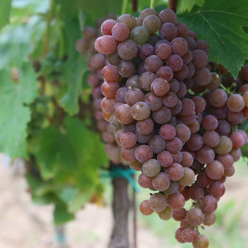 1. Pálava grapes (Vitaceae)
