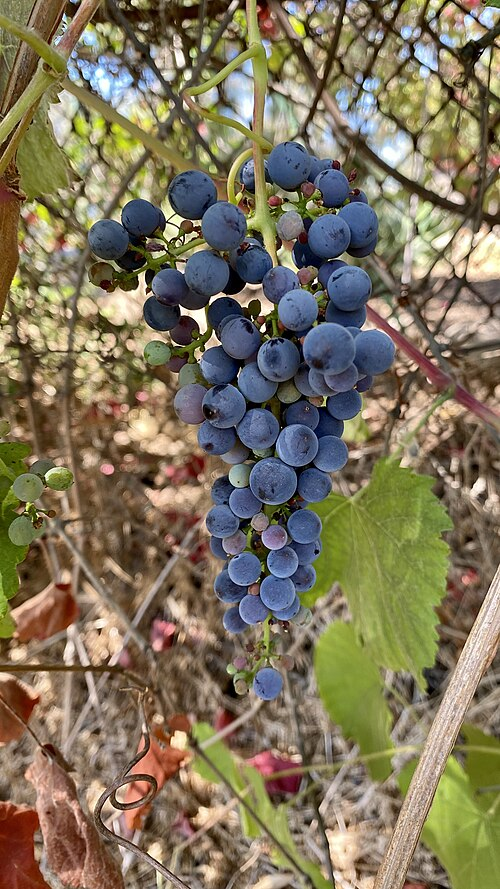 1. California grapes, Grapes (Vitis)