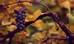 Common grapes (Vitis vinifera)