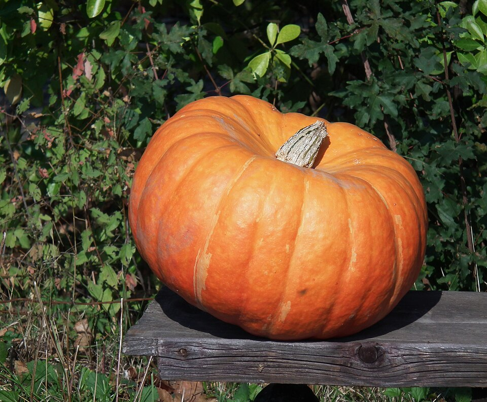 1. Pumpkin, Cucurbitaceae