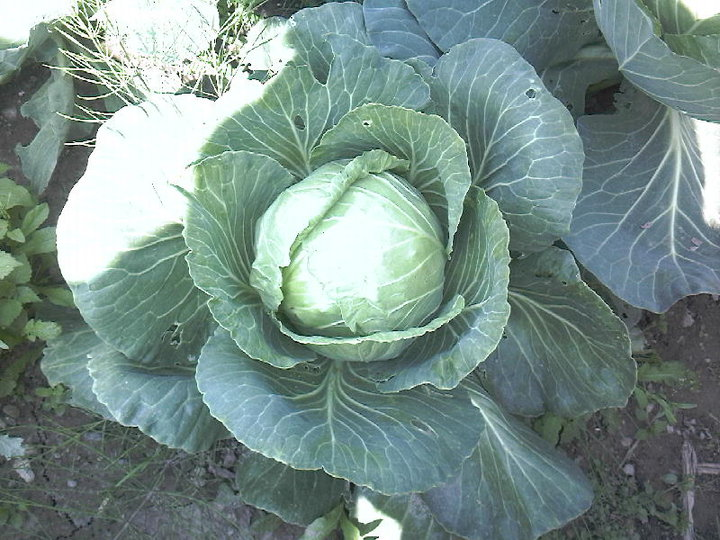 1. Cabbage, Brassicaceae (Cruciferae)