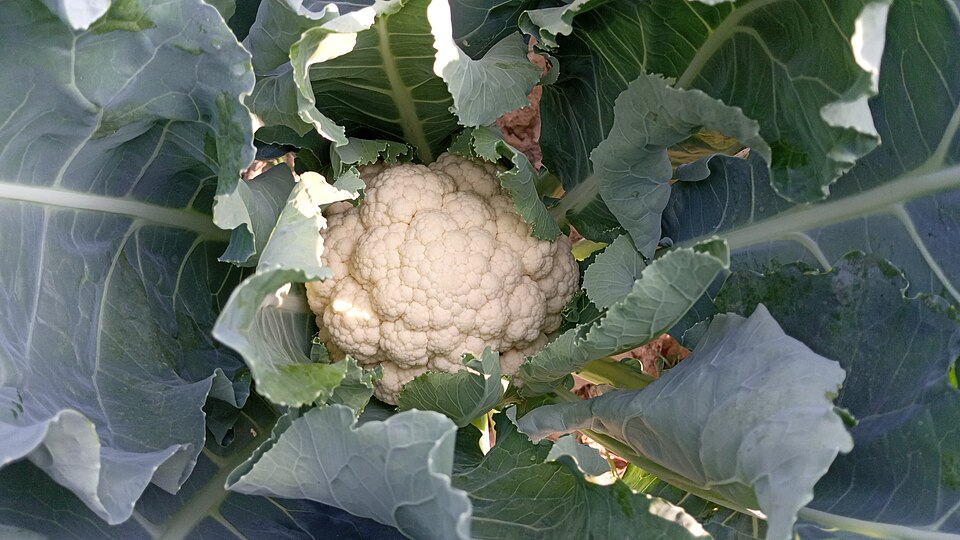 1. Cauliflower, Brassica