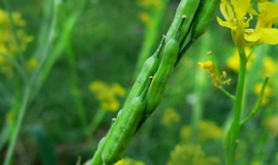 Black mustard