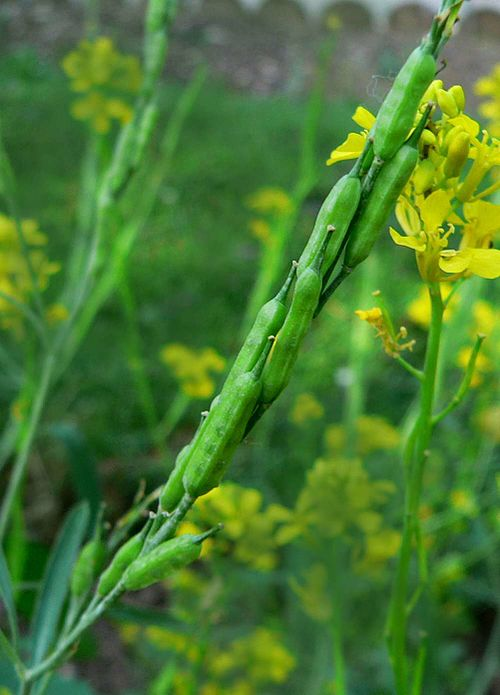 1. Black mustard fruits