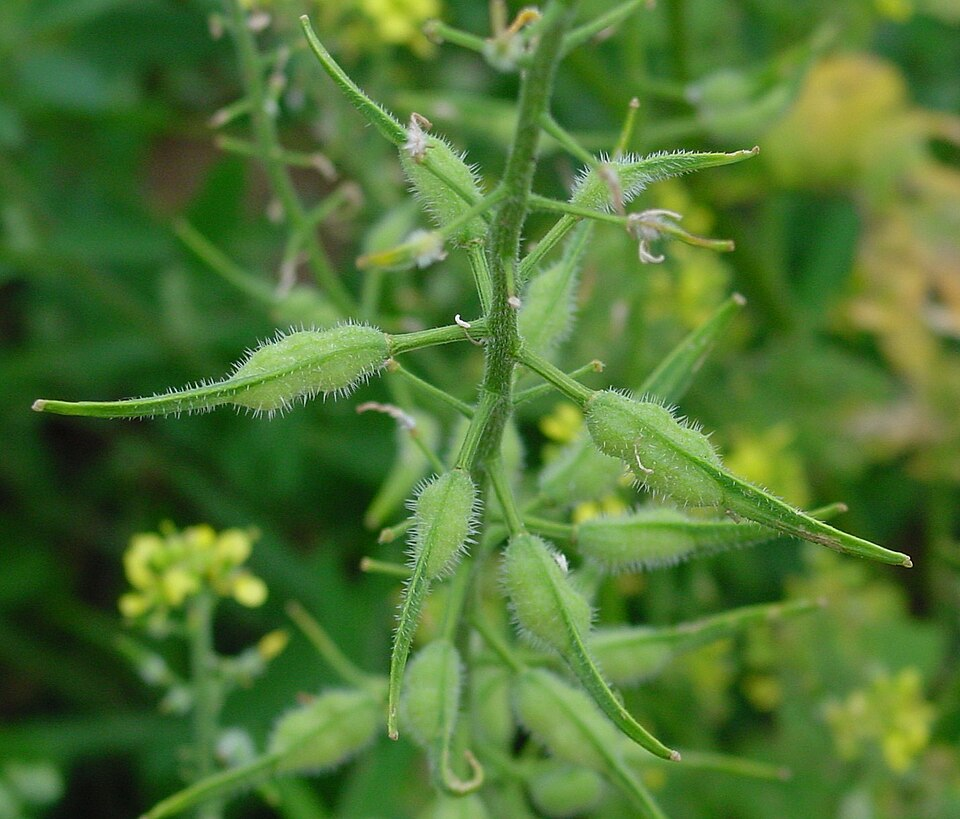 1. White mustard fruits