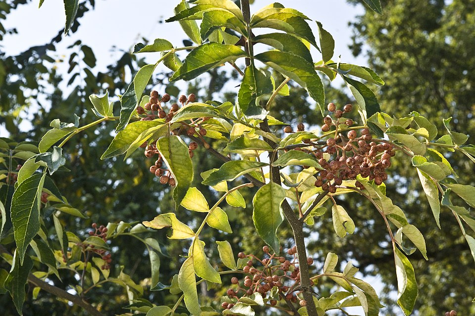 1. Sichuan pepper, Rutaceae
