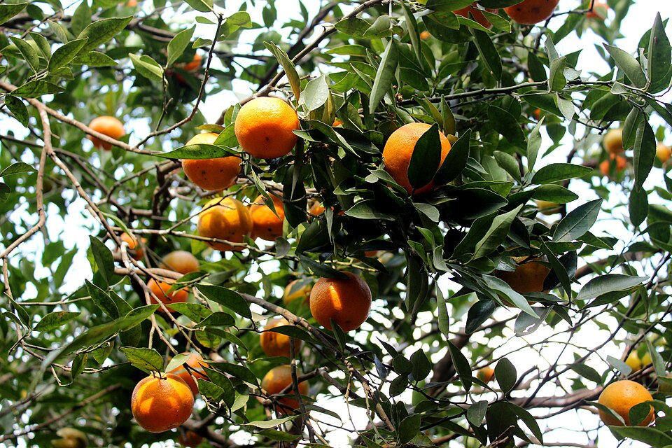 Orange, Aurantioideae