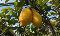 Lemons