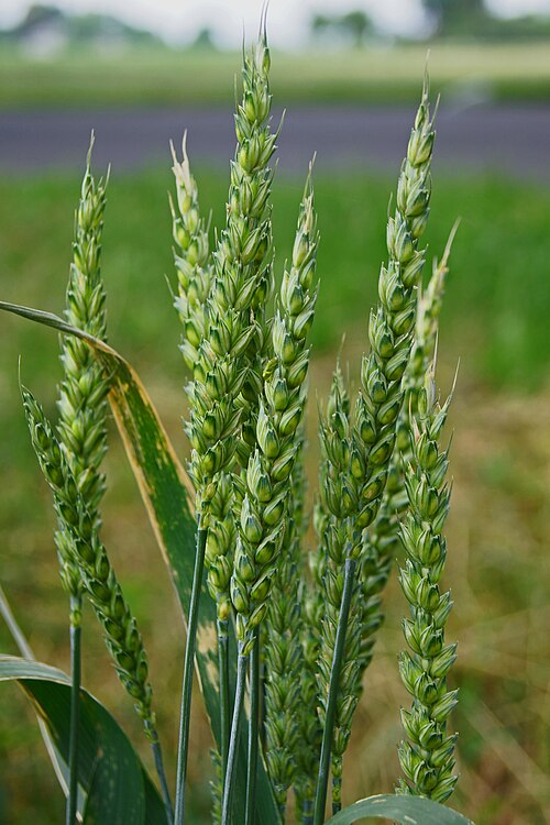 1. Common soft wheat, Poales