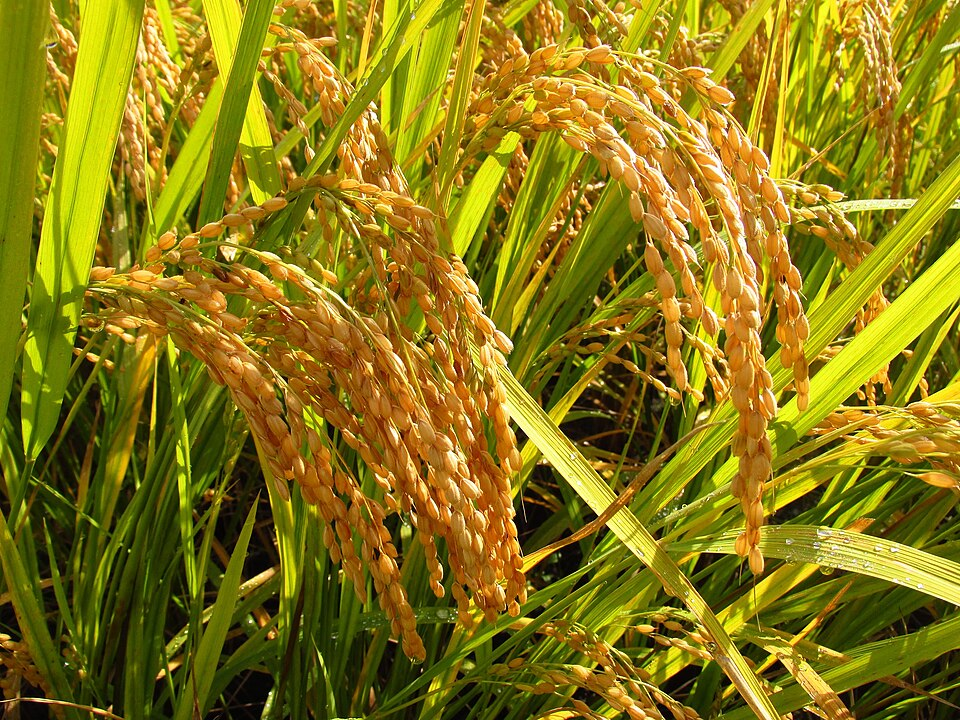 1. Rice, Poaceae (Grasses, Gramineae)