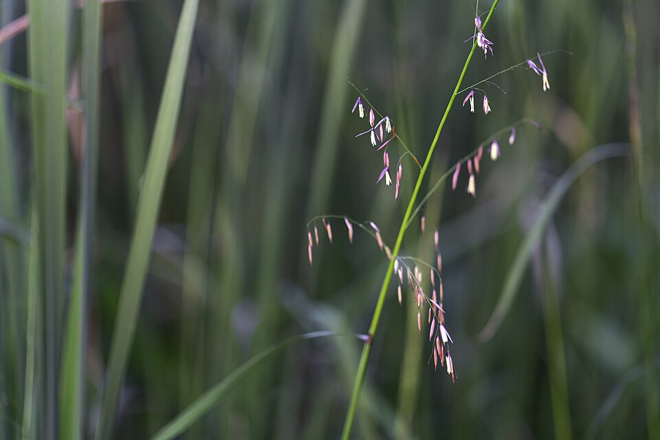 Wild rice, Ehrhartoideae (Oryzoideae)