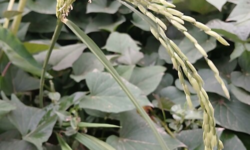 Asian rice (common rice)