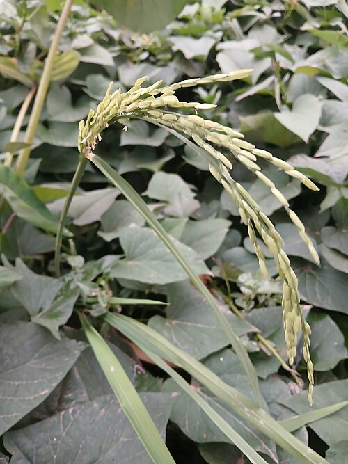 Rice (Oryzeae)