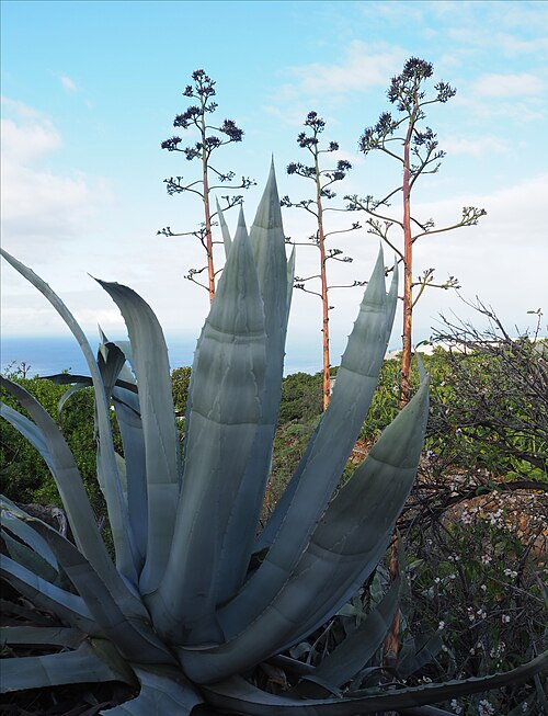1. American agave, Asparagaceae