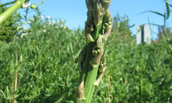 Garden asparagus