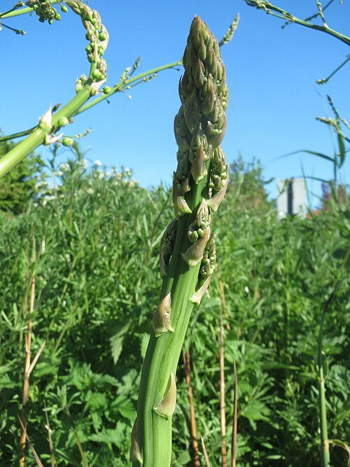1. Garden asparagus