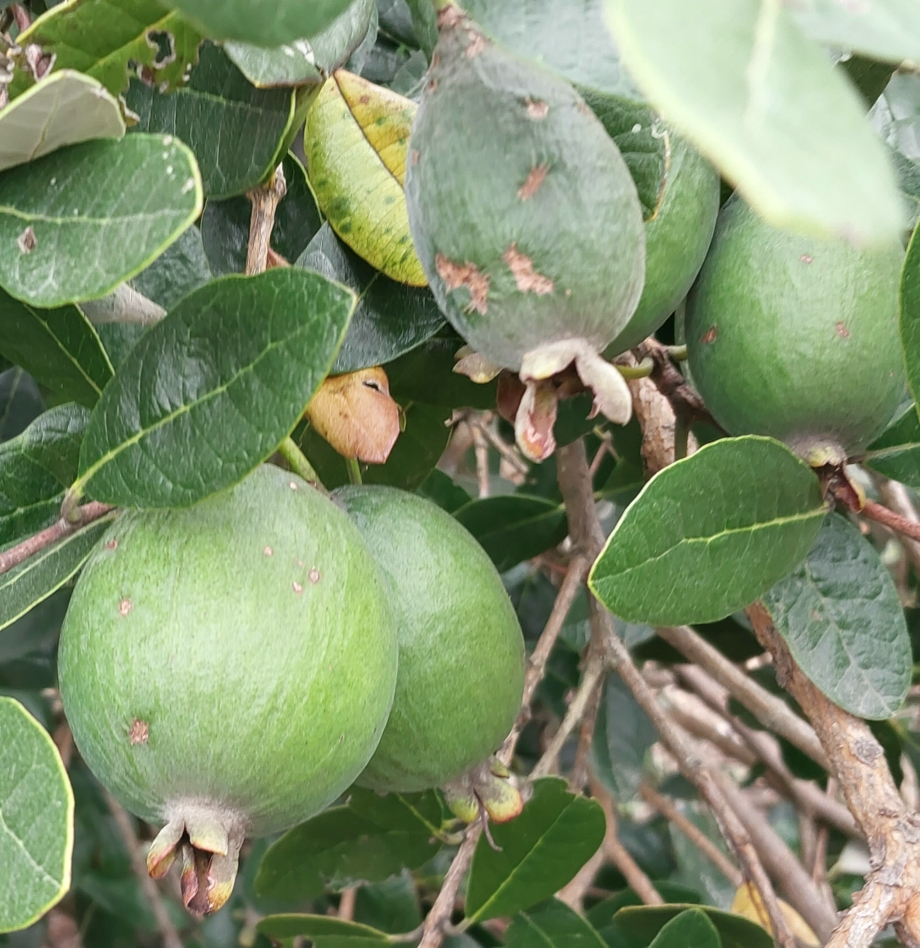 1. Feijoa, Myrtaceae
