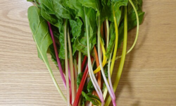 Chard (Spinach beet)