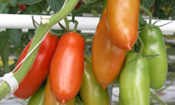 Pomodoro San Marzano dell’agro sarnese-nocerino DOP