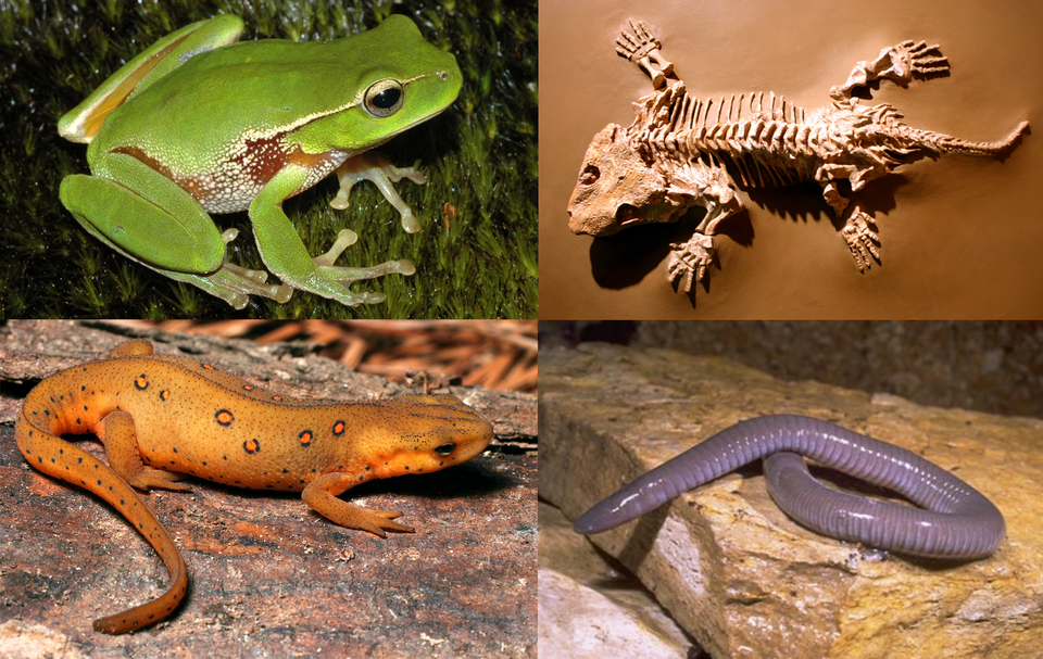 Amphibians (Amphibia)
