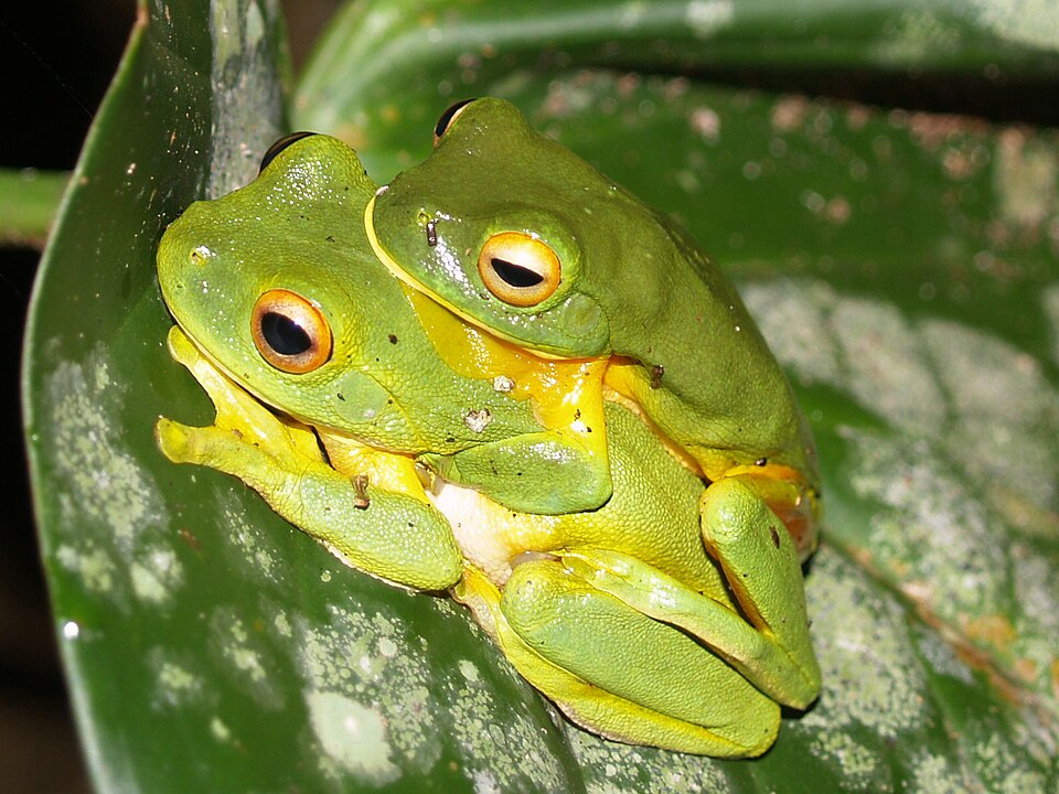 2. Orange-thighed frogs