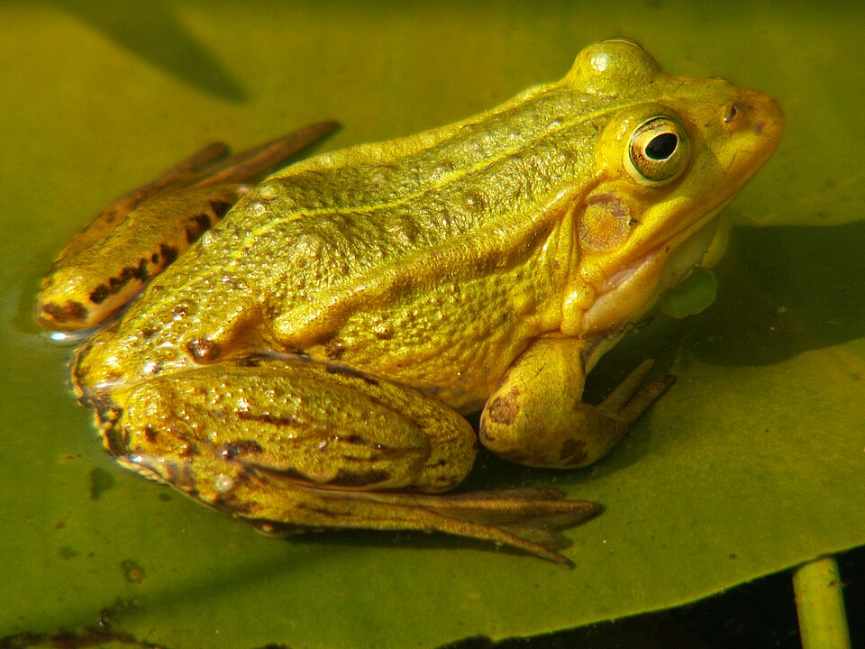 1. Green frogs (Anura)