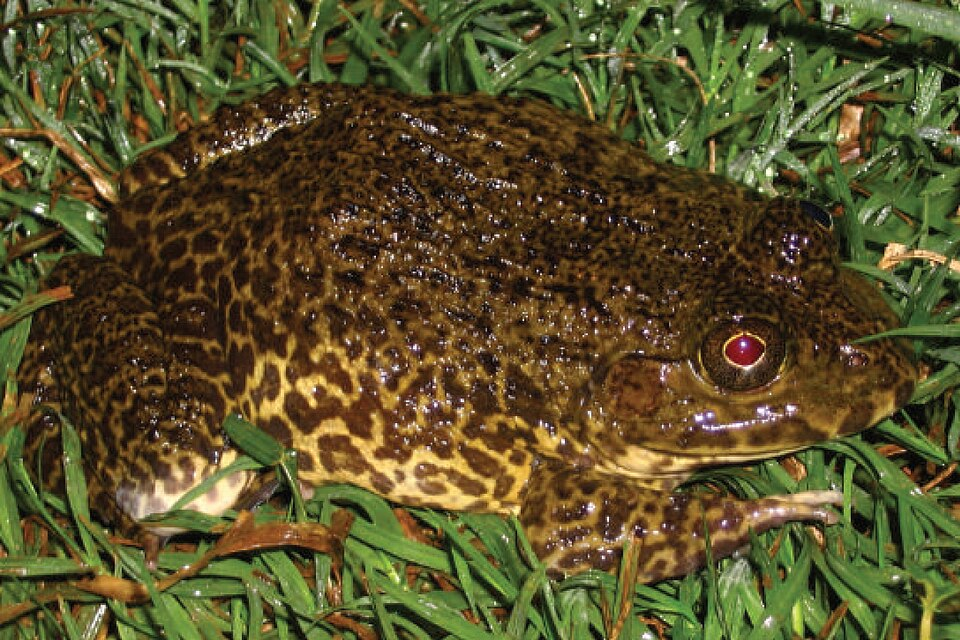 1. East asian frog