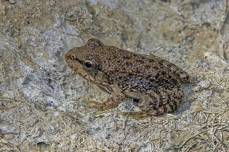 1. Cyprus water frog (Ranidae)