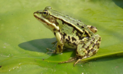 European edible frog