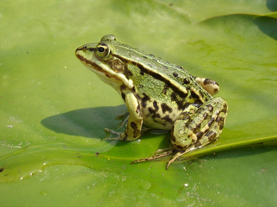1. European edible frog, Pelophylax