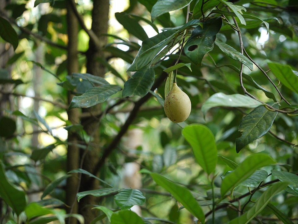 1. Nutmeg, Common nutmeg trees