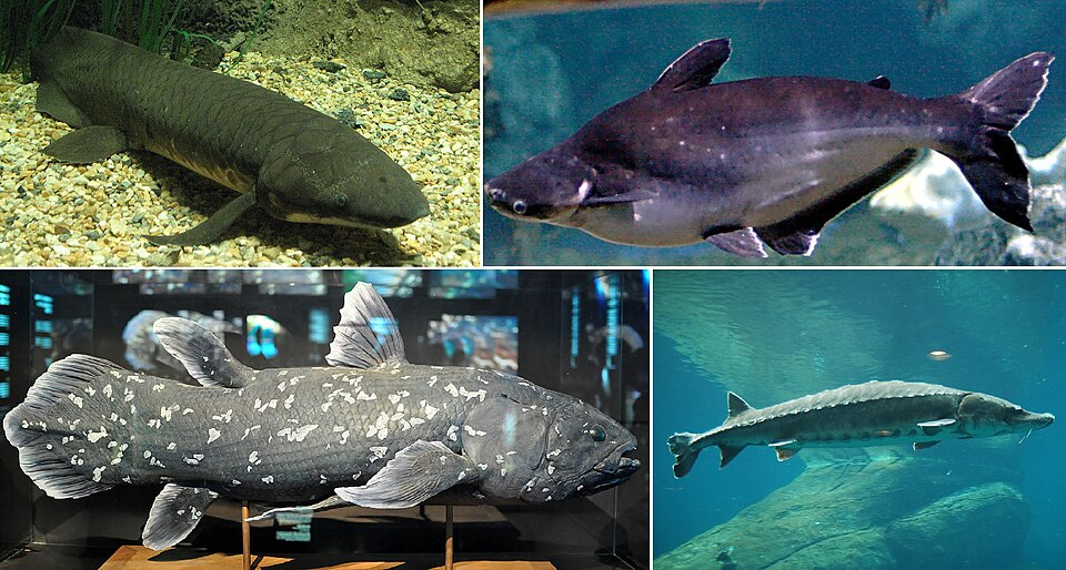1. Bony fish (Osteichthyes)