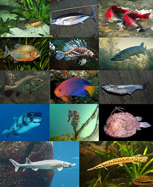 1. Ray-finned fish (or Actinopterygians, Actinopterygii)