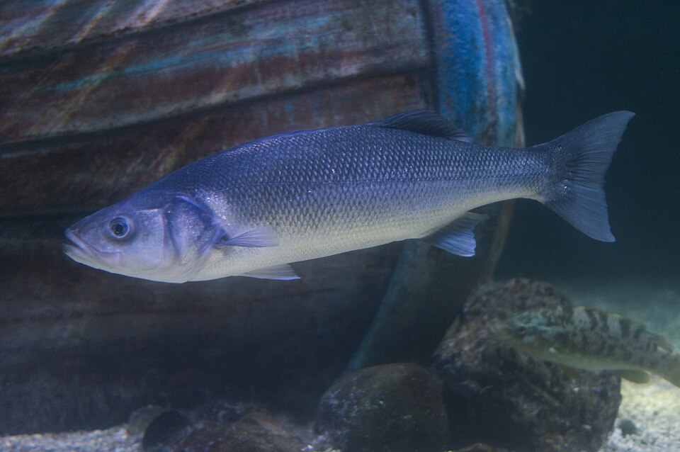 Sea bass, Teleosts (Teleostei)