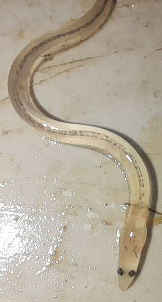 2. Glass eel stage