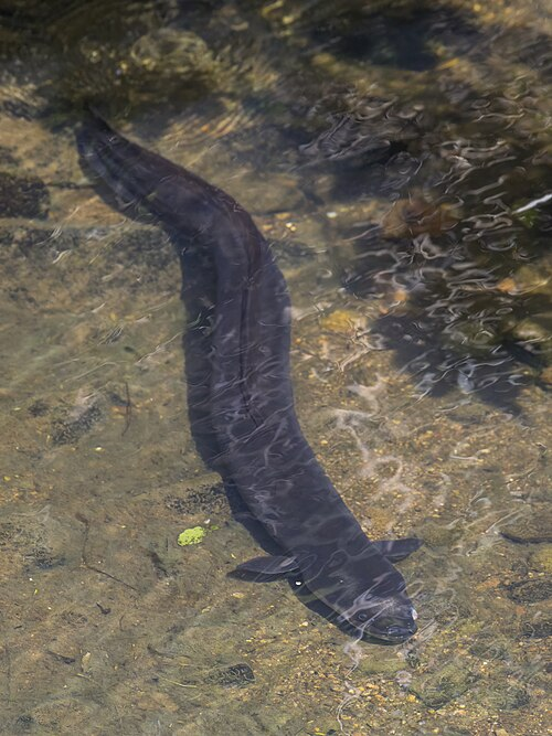 1. New Zeland longfin eels (Anguilliformes)