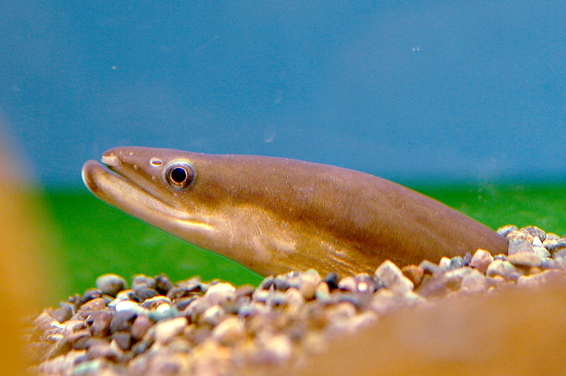 1. Japanese eel, Freshwater eels (Anguilla)