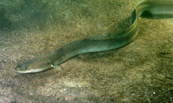 European eel