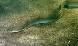 European eel