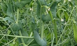 Common peas