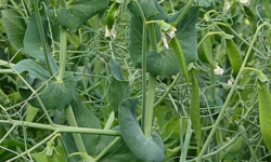 Common peas