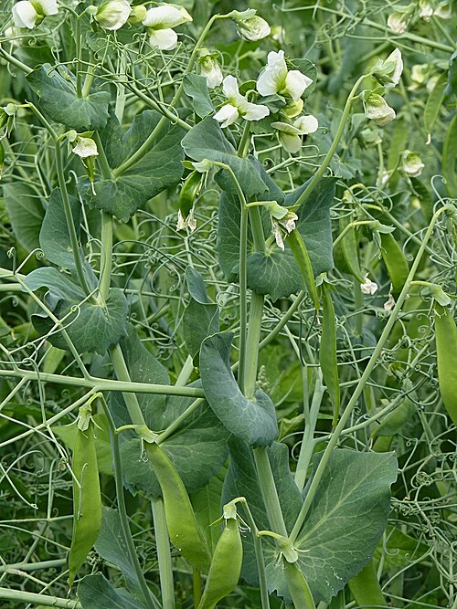 Common peas
